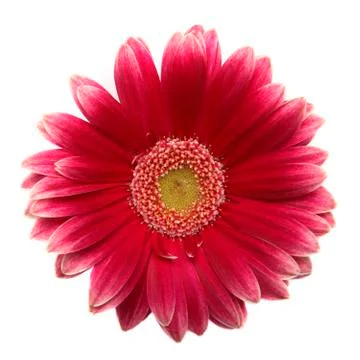 Gerbera isolated on white Stock Photos