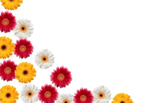 Gerbera isolated on white Stock Photos