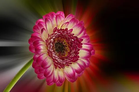 Gerbera jamesonii in front of a abstract background Stock Photos