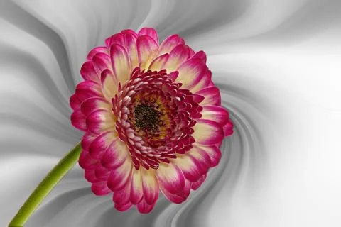 Gerbera jamesonii in front of a abstract background Stock Photos