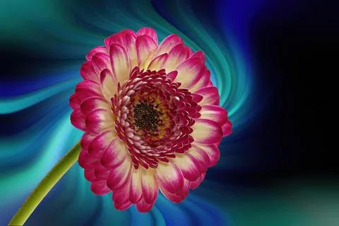 Gerbera jamesonii in front of a abstract background Stock Photos
