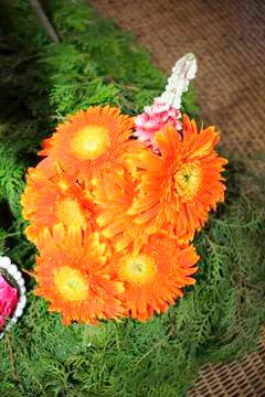 Gerbera  jamesonii Stock Photos