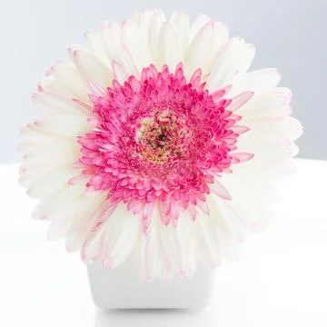 Gerbera in jar Stock Photos