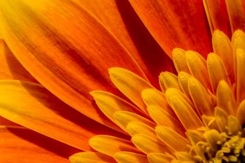 Gerbera macro close up shot Stock Photos