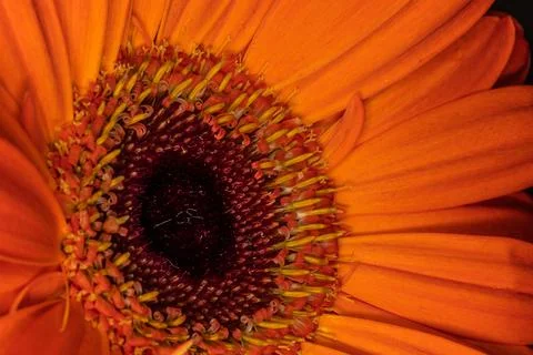 Gerbera macro close up shot Stock Photos
