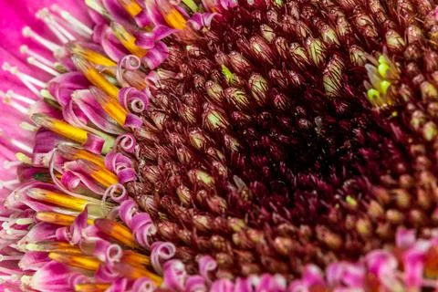 Gerbera macro close up shot Stock Photos