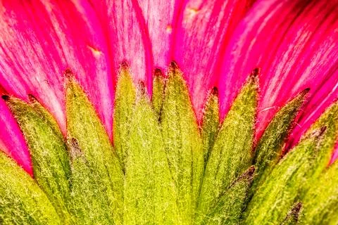 Gerbera macro close up shot Stock Photos