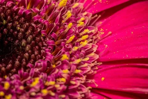 Gerbera macro close up shot Stock Photos