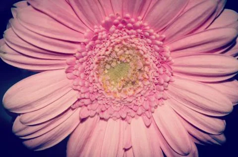 Gerbera macro Stock Photos