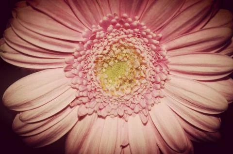 Gerbera macro Stock Photos