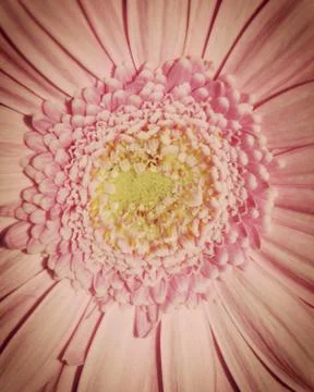 Gerbera macro Stock Photos