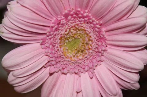 Gerbera macro Stock Photos