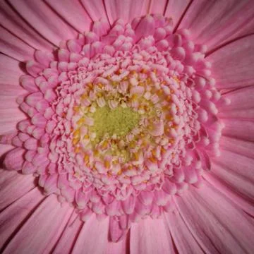Gerbera macro Stock Photos