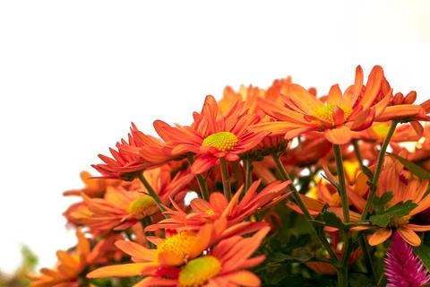 Gerbera orange against light background Stock Photos