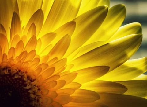 Gerbera petals backlit Stock Photos