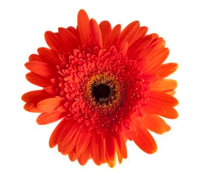 Gerbera Stock Photos