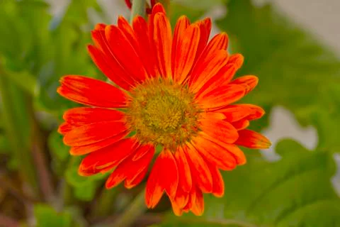 Gerbera Stock Photos