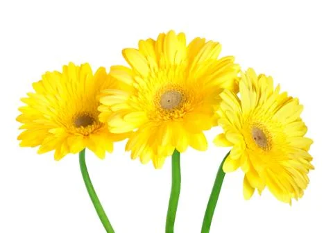 Gerbera Stock Photos