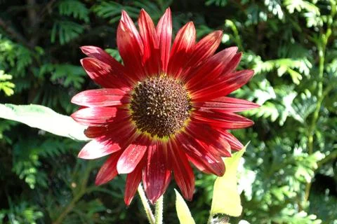 Gerbera Stock Photos