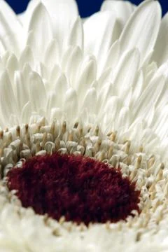 Gerbera Stock Photos