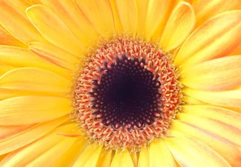Gerbera Stock Photos