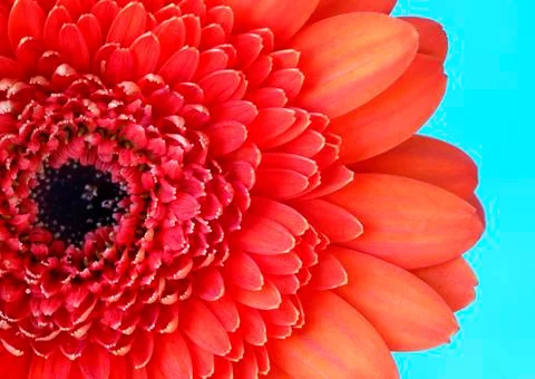 Gerbera Stock Photos