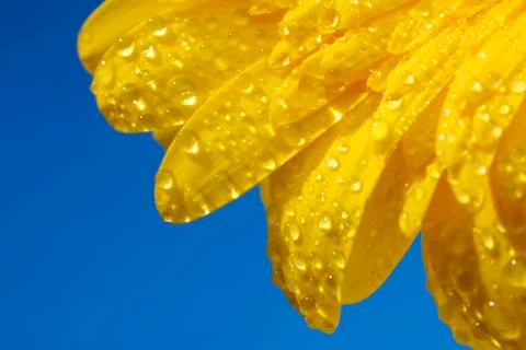 The gerbera Stock Photos