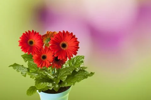 Gerbera Foto stock