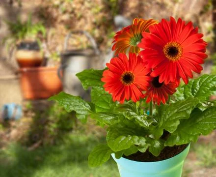 Gerbera Stock Photos
