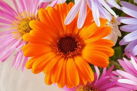 Gerbera Stock Photos