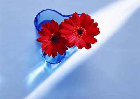 Gerbera Stock Photos