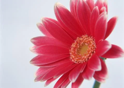 Gerbera Stock Photos