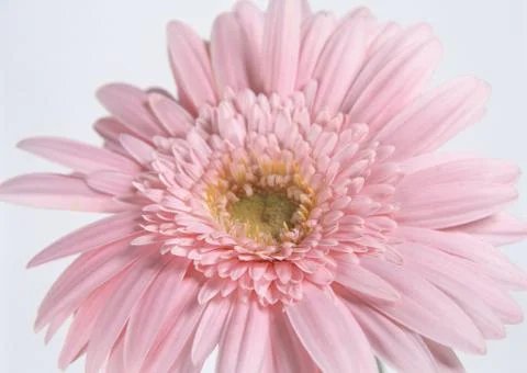 Gerbera Stock Photos