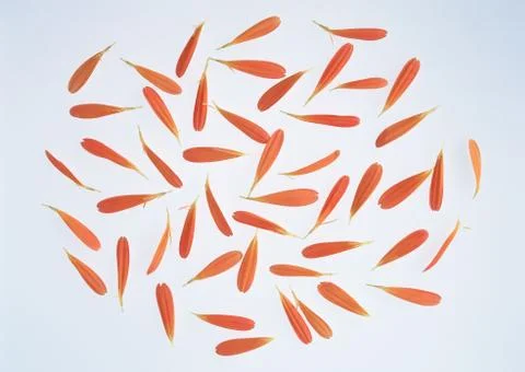 Gerbera Stock Photos