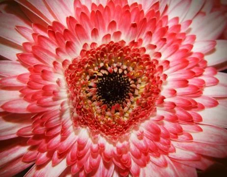 Gerbera Stock Photos