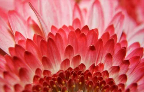 Gerbera Stock Photos