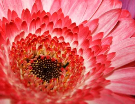 Gerbera Stock Photos