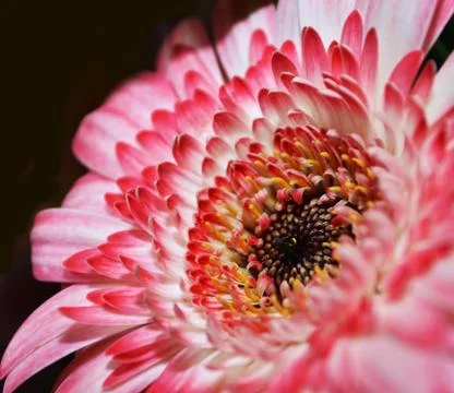Gerbera Stock Photos