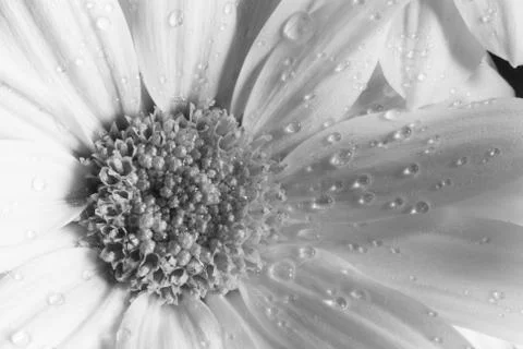 Gerbera Stock Photos