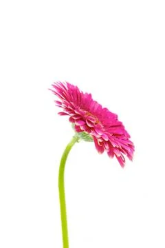 Gerbera Stock Photos