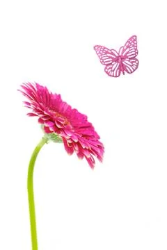 Gerbera Stock Photos