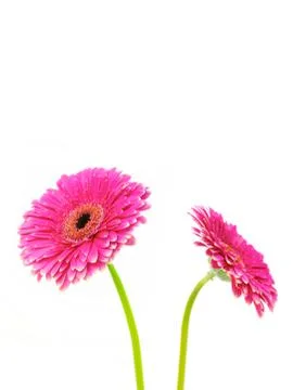 Gerbera Stock Photos
