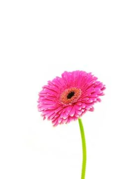 Gerbera Stock Photos