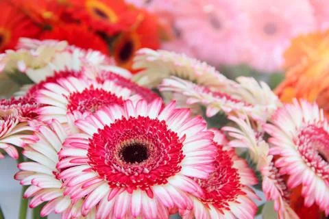 Gerbera Stock Photos