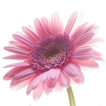 Gerbera Stock Photos