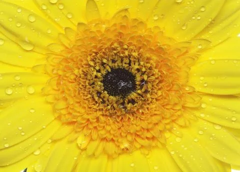 Gerbera Stock Photos