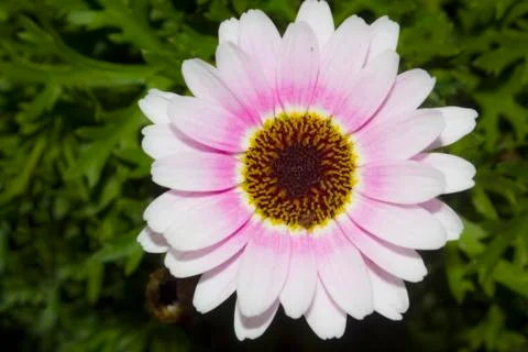 Gerbera Stock Photos