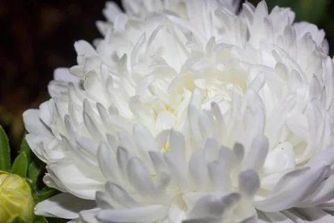 Gerbera Stock Photos