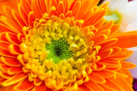 Gerbera Foto stock