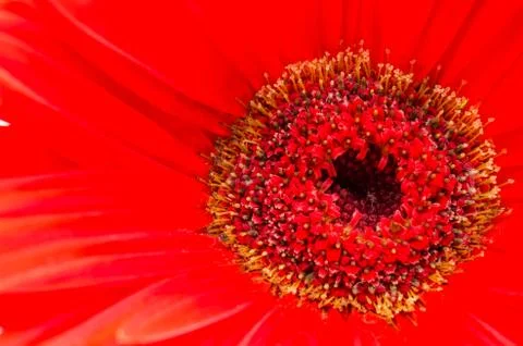 Gerbera Stock Photos